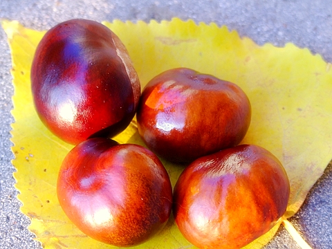 DSCF3226