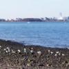 WollyBeach4_jpg