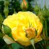 DSCF5831