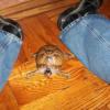 myfaveturtlewilburina_jpg