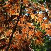 DSCF0498