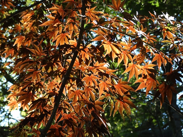 DSCF0498