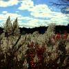 DSCF3366