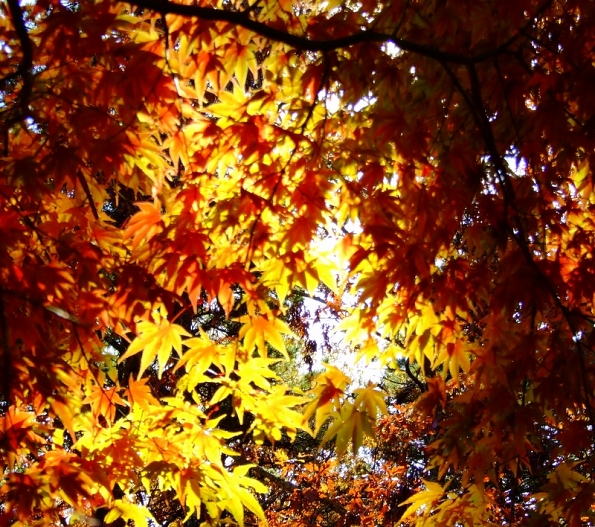 DSCF3373