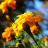 DSCF3377