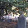 TombsandTrees2_jpg_jpg