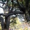 TombsandTrees3_jpg_jpg