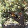 TombsandTrees_jpg_jpg