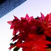 DSCF3750