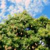 fijimangotree
