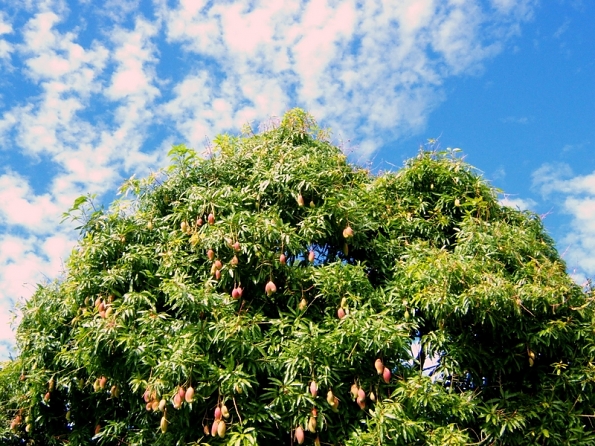 fijimangotree