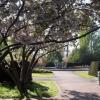 regentspark_jpg