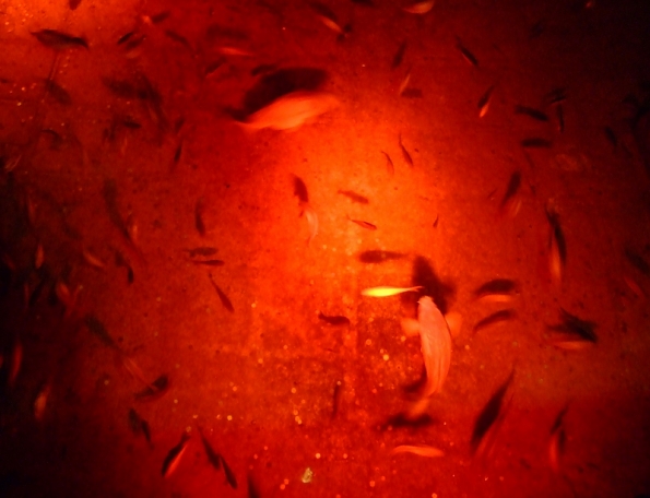 DSCF2866