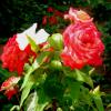 DSCF2901