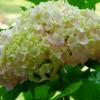 DSCF2928