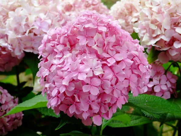 DSCF2929