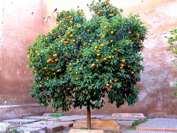 DSCF4265