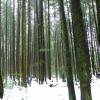 vancouver-44