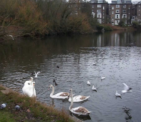 swanshampheath_JPG