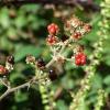 DSCF0098