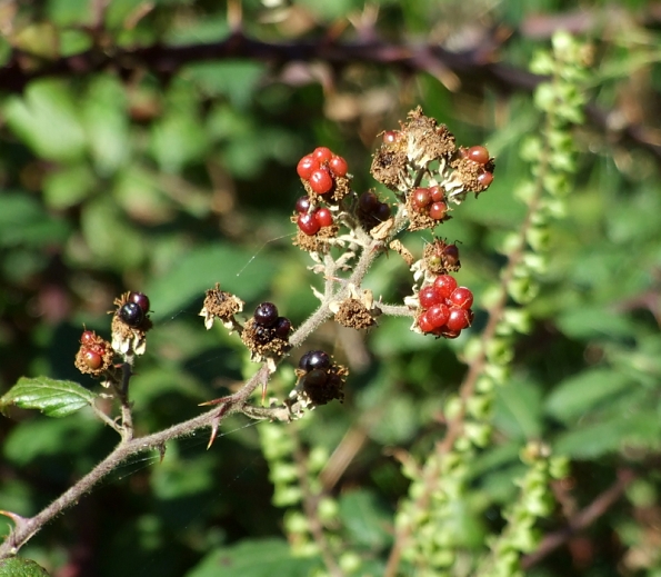 DSCF0098