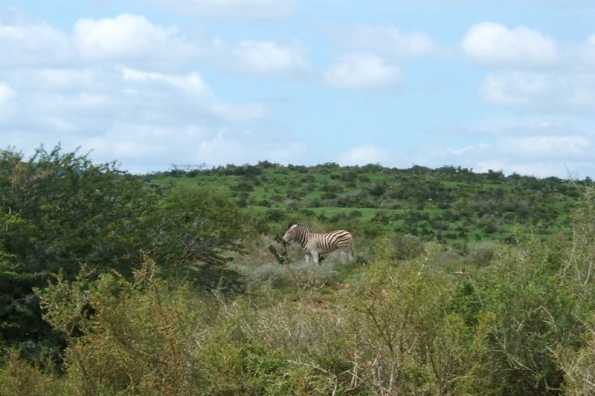 DSCF0513