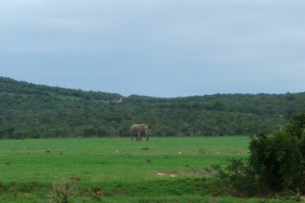 DSCF0523