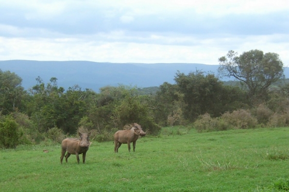 DSCF0546