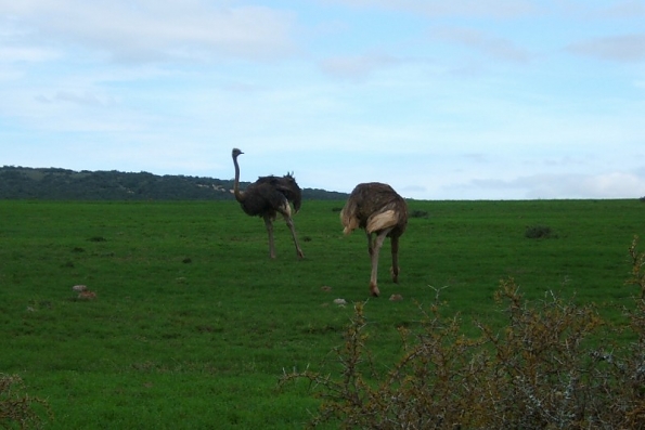 DSCF0547