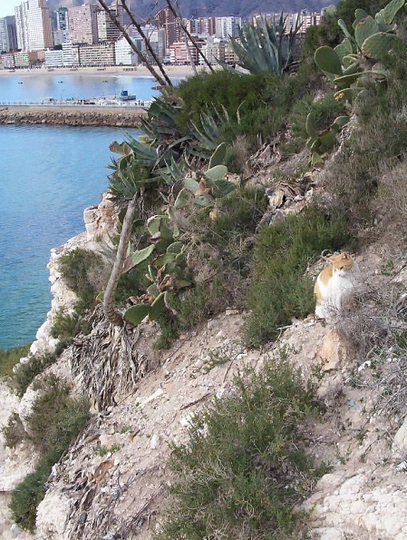 catoncliff_jpg