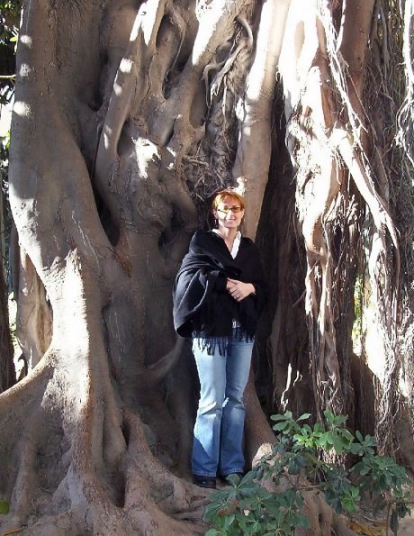 jenintree_jpg