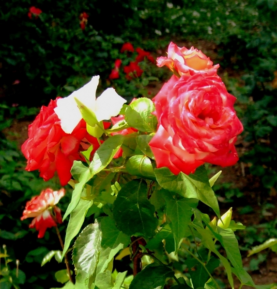 DSCF2901