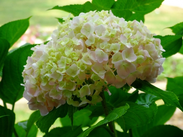 DSCF2928