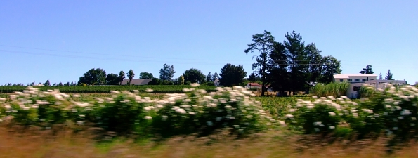 DSCF5237