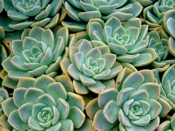 DSCF5412
