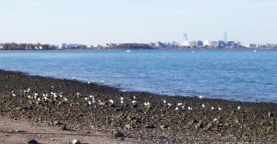 WollyBeach4_jpg