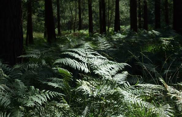 fern